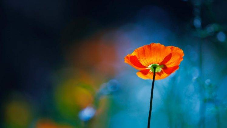 flowers, Poppies, Bokeh, Nature HD Wallpaper Desktop Background