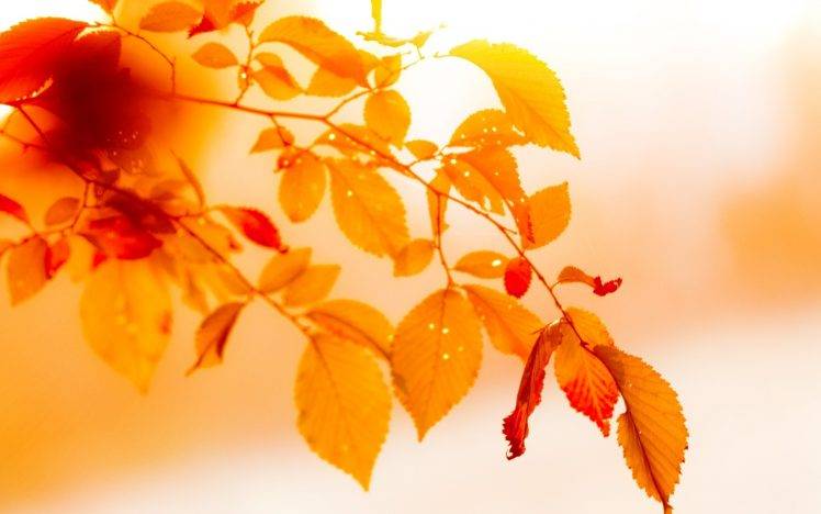 leaves, Nature, Macro HD Wallpaper Desktop Background