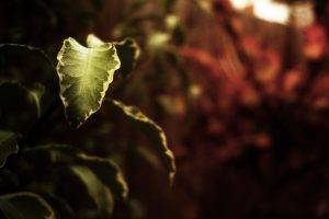 nature, Leaves, Depth Of Field