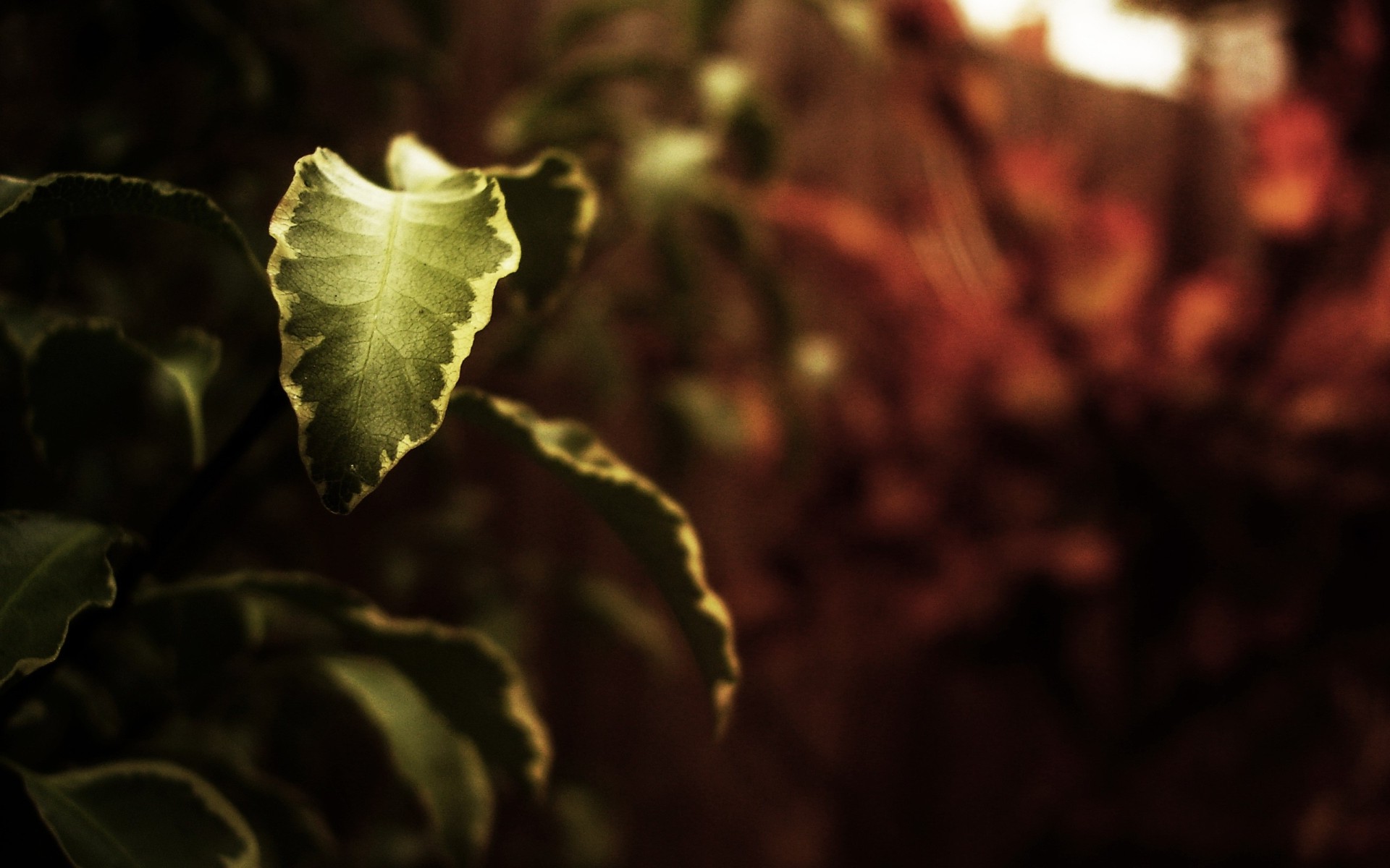 nature, Leaves, Depth Of Field Wallpaper