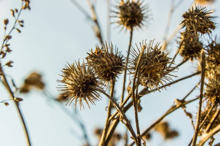 thistles, Nature HD Wallpaper Desktop Background