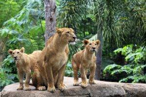 lion, Jungles, Animals