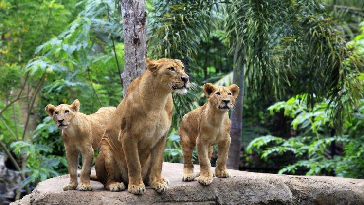 lion, Jungles, Animals HD Wallpaper Desktop Background
