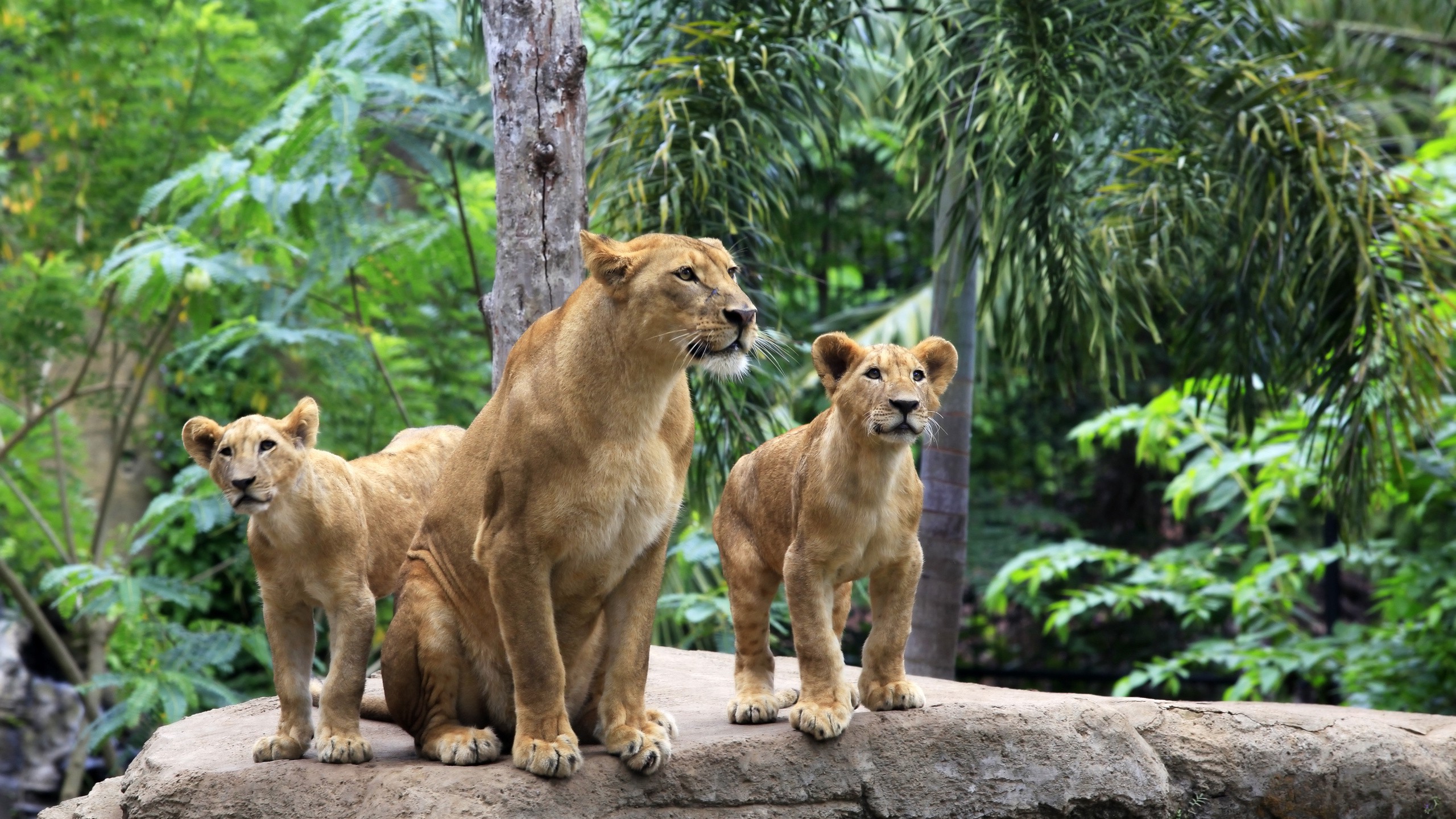 lion, Jungles, Animals Wallpaper
