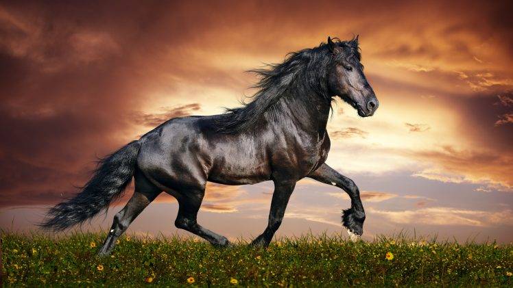 animals, Horse, Clouds HD Wallpaper Desktop Background