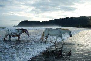 horse, Animals, Sea