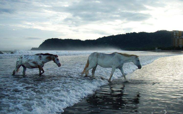 horse, Animals, Sea HD Wallpaper Desktop Background