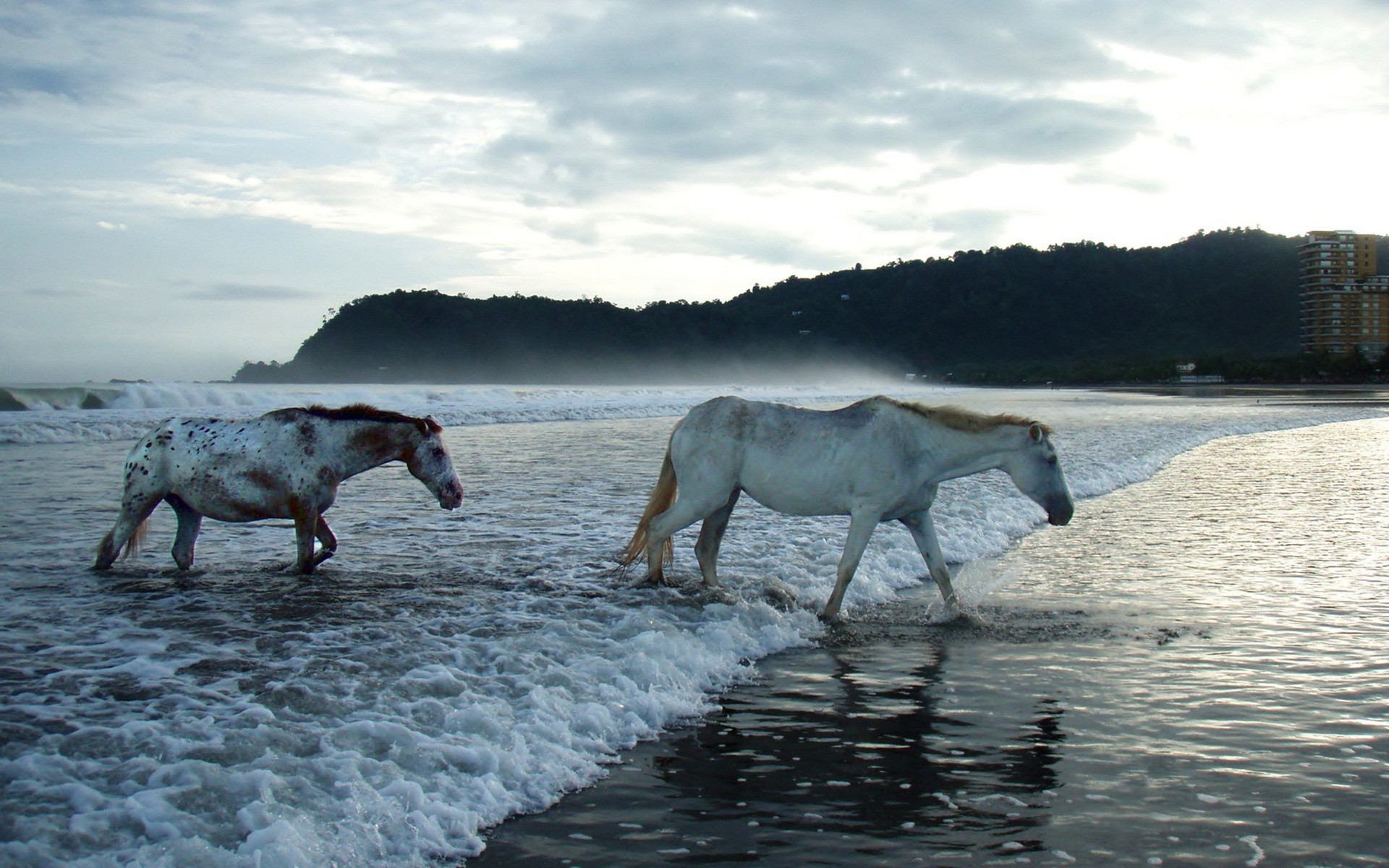 horse, Animals, Sea Wallpaper