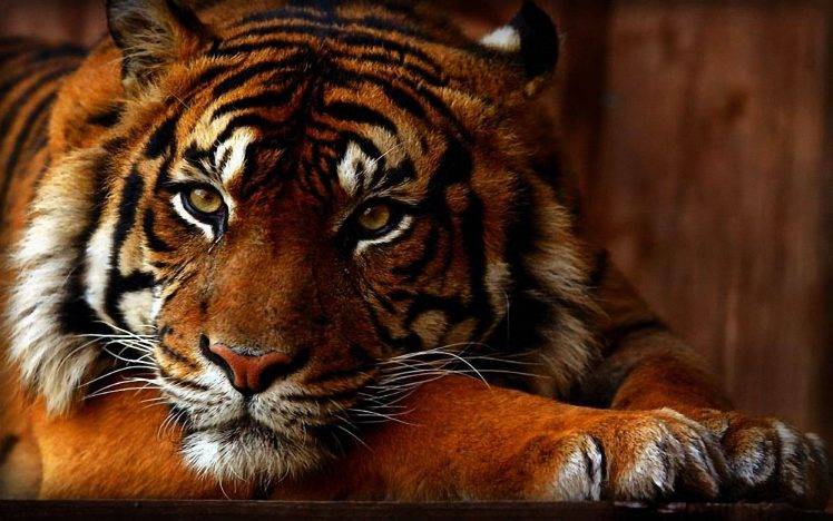 tiger, Animals HD Wallpaper Desktop Background