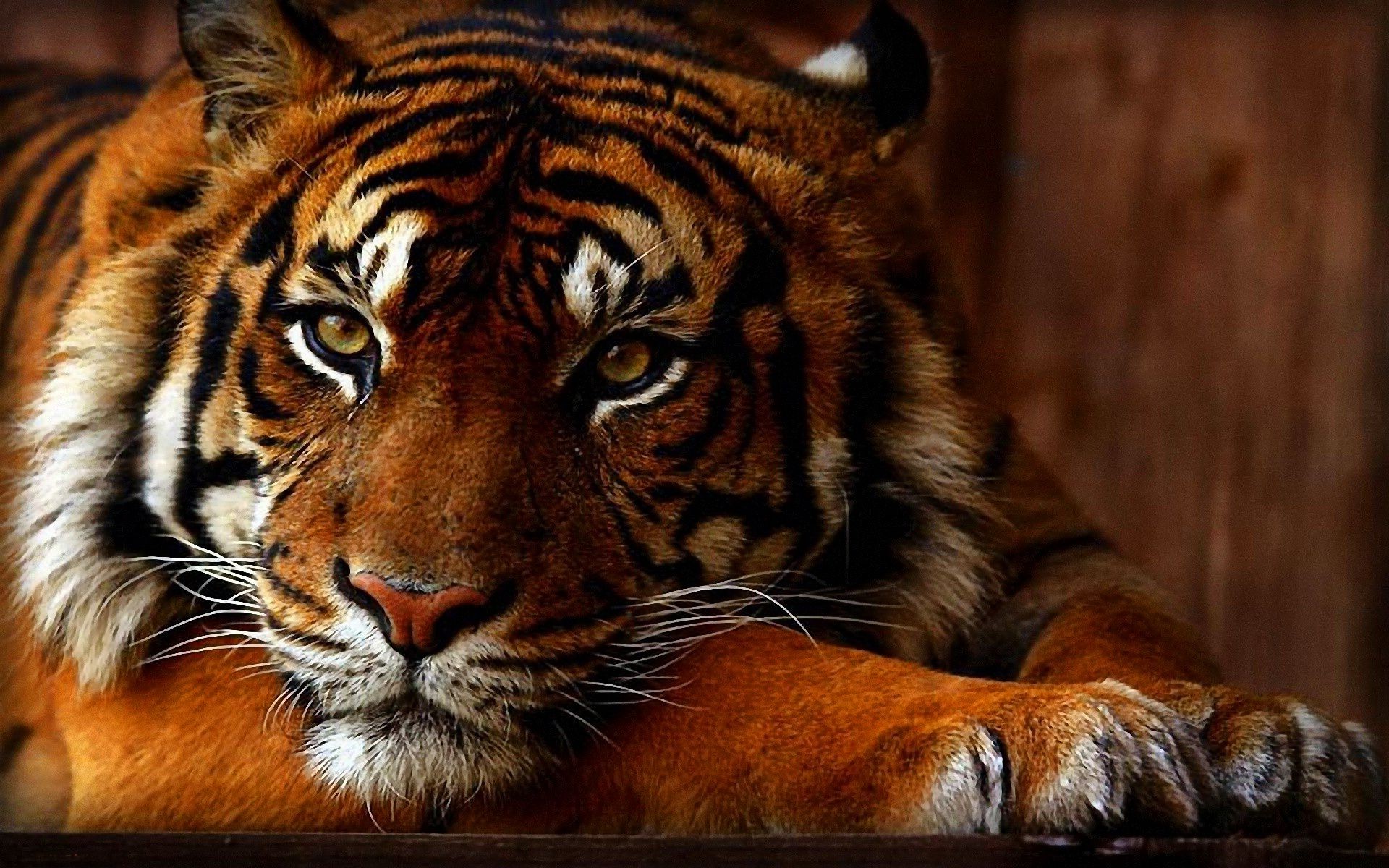 tiger, Animals Wallpaper