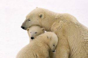 polar Bears, Snow, Animals, Nature, Baby Animals, Family