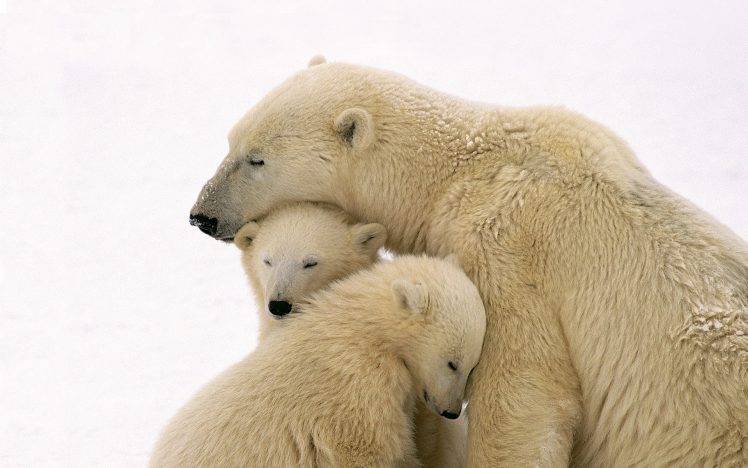 polar Bears, Snow, Animals, Nature, Baby Animals, Family HD Wallpaper Desktop Background
