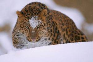 snow, Animals, Leopard