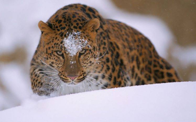 snow, Animals, Leopard HD Wallpaper Desktop Background