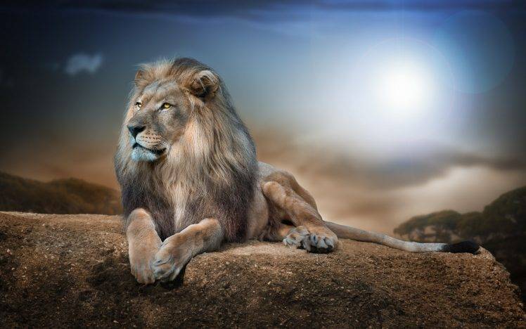 lion, Animals, Nature, Wildlife, Rock HD Wallpaper Desktop Background