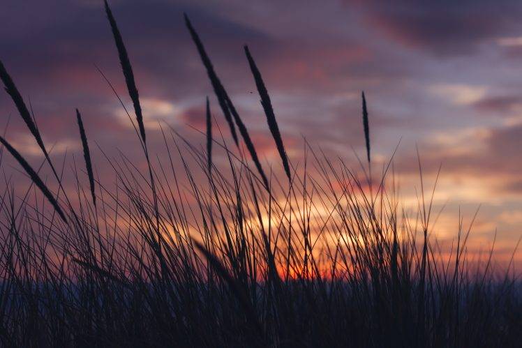 sunset, Grass, Landscape, Clouds HD Wallpaper Desktop Background