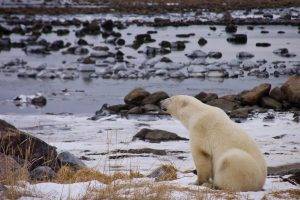 polar Bears, Animals, River