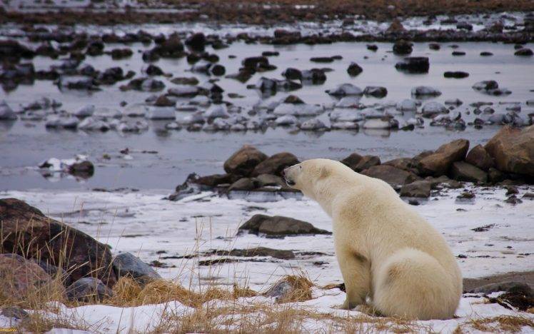 polar Bears, Animals, River HD Wallpaper Desktop Background