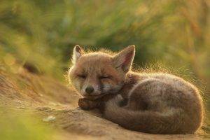 fox, Nature, Grass
