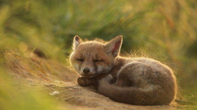 fox, Nature, Grass HD Wallpaper Desktop Background