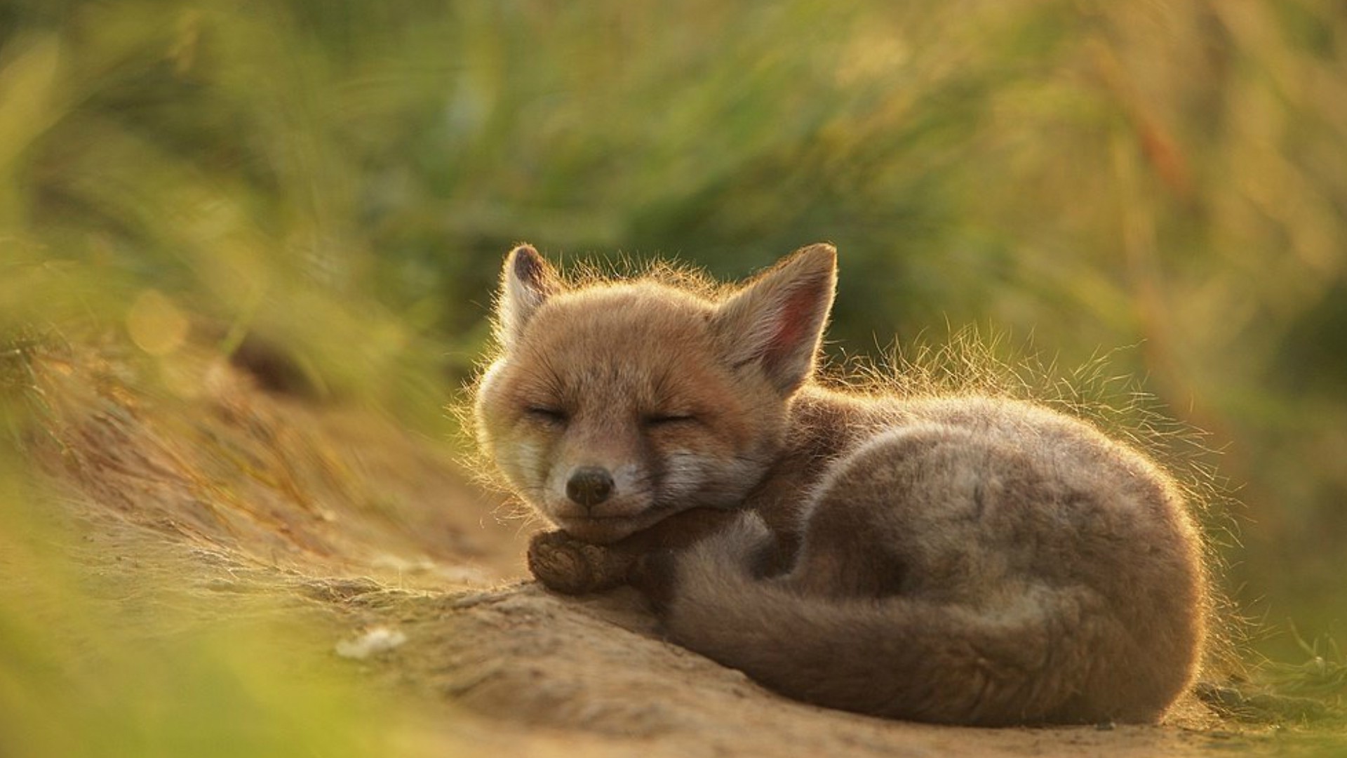 fox, Nature, Grass Wallpaper