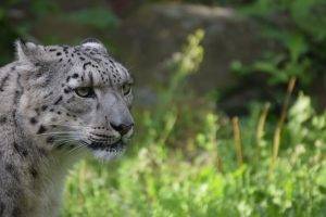 snow Leopards, Animals