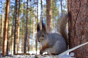 animals, Winter, Squirrel
