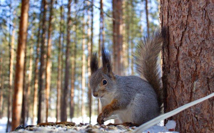animals, Winter, Squirrel HD Wallpaper Desktop Background