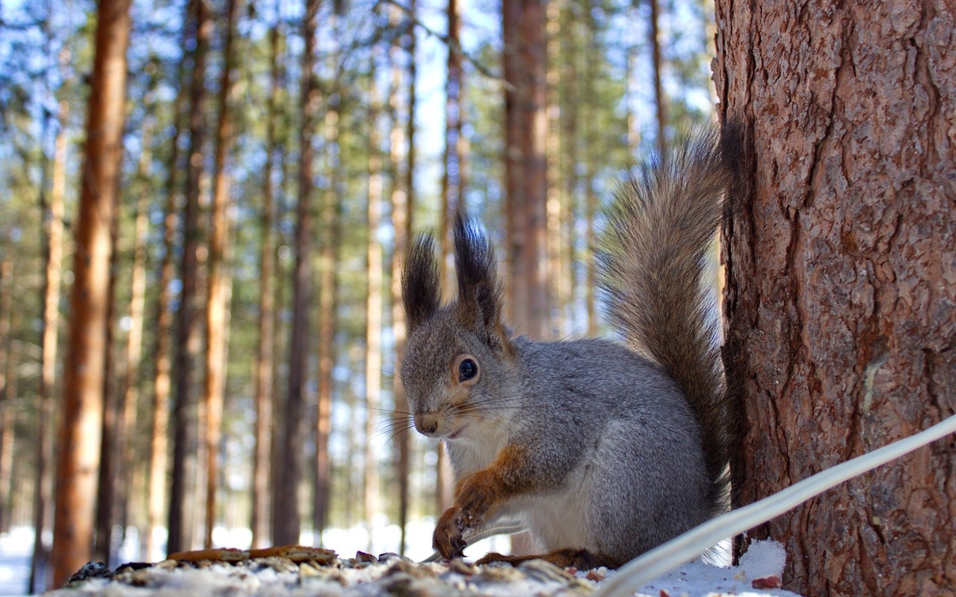 animals, Winter, Squirrel Wallpaper