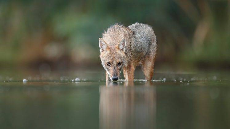 fox, Animals, Nature HD Wallpaper Desktop Background