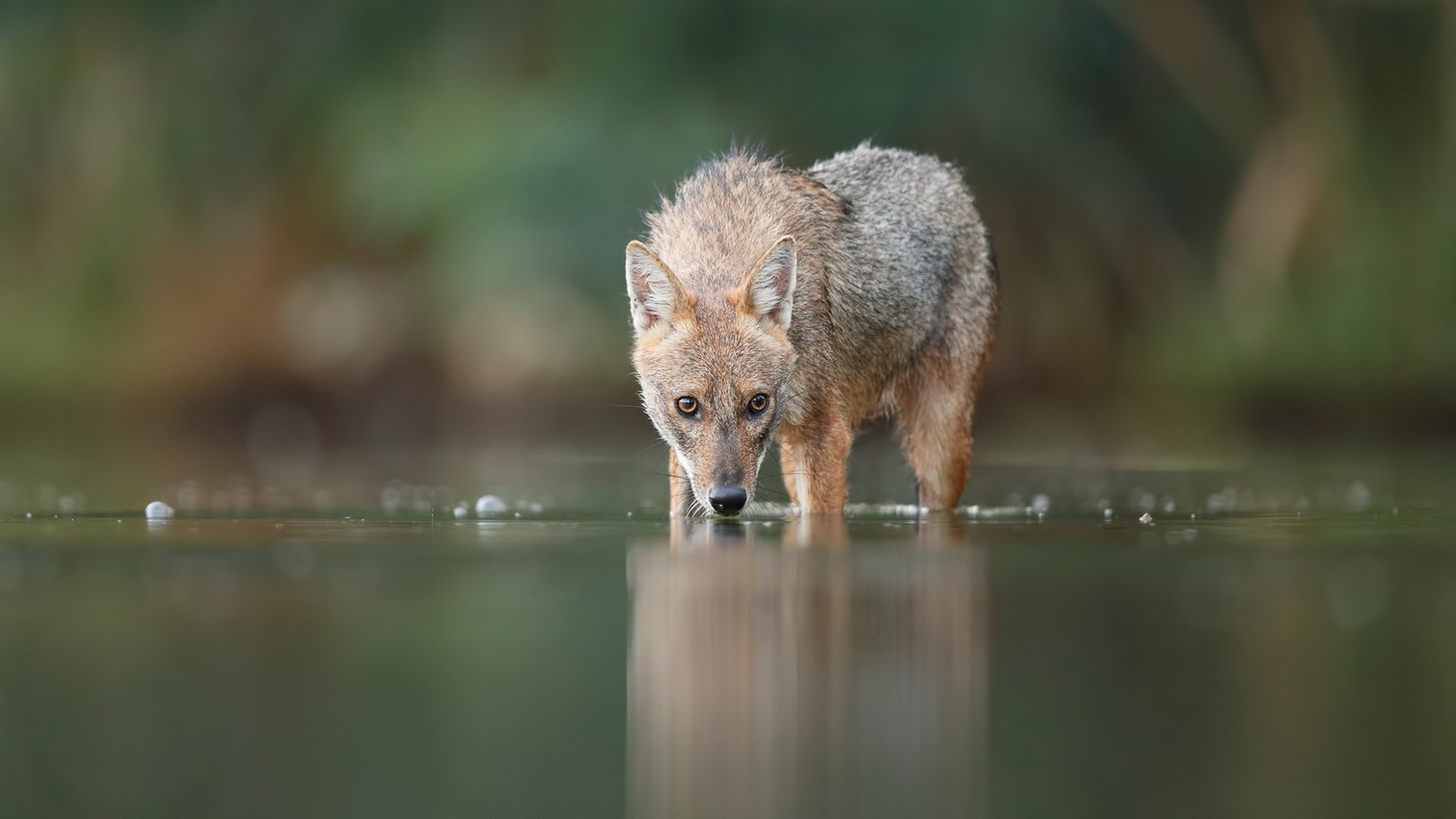 fox, Animals, Nature Wallpaper