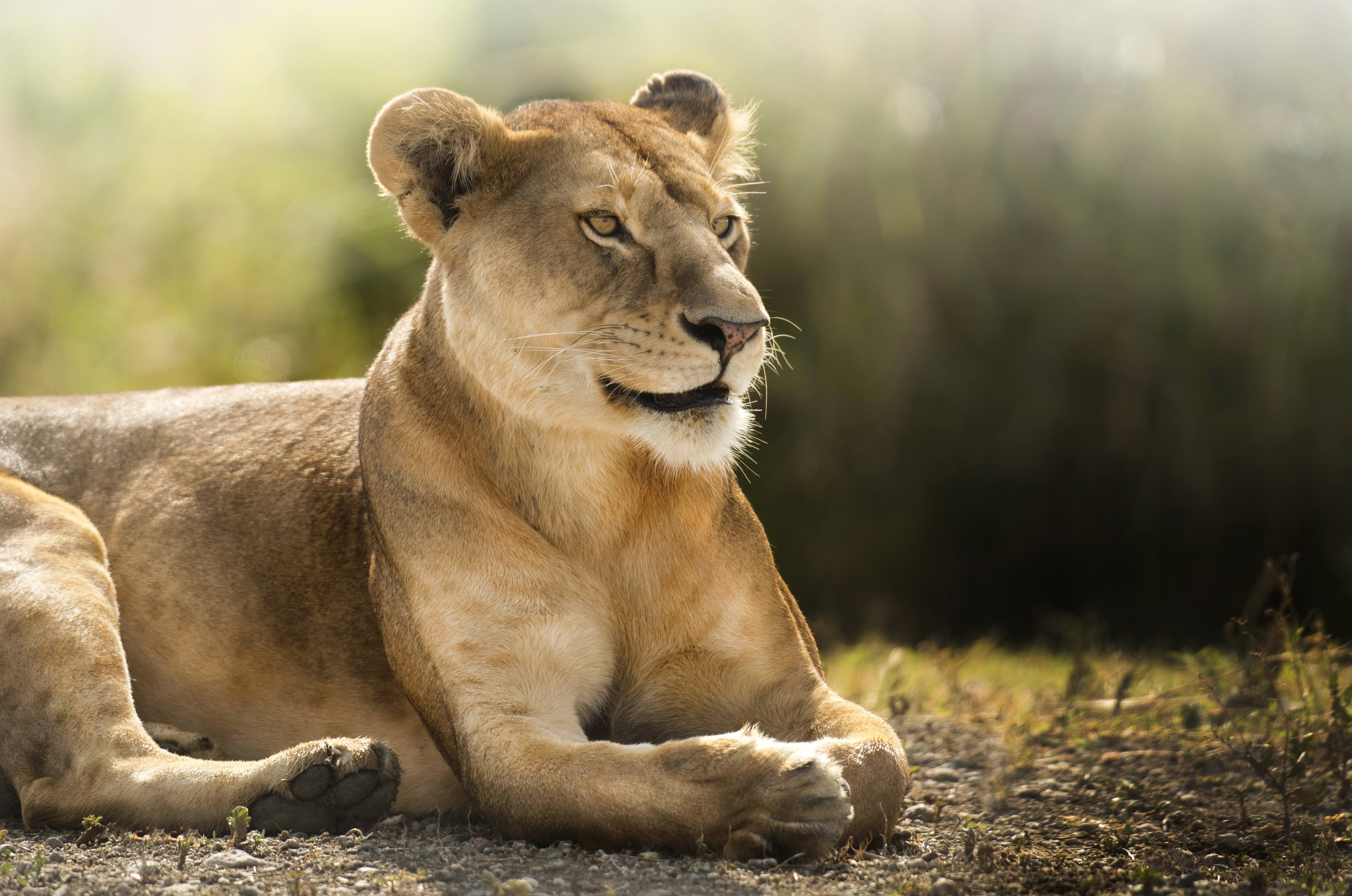 lion, Animals Wallpaper