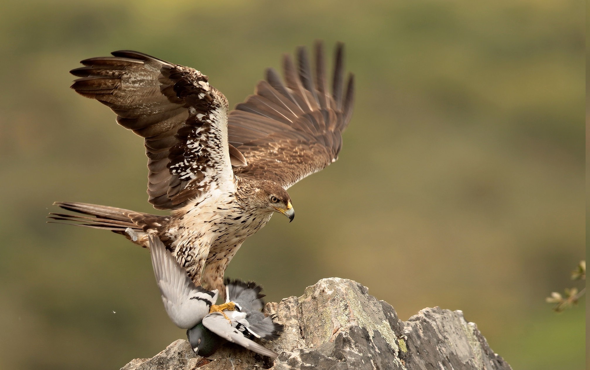 eagle, Nature Wallpaper