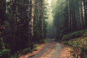 nature, Road, Forest