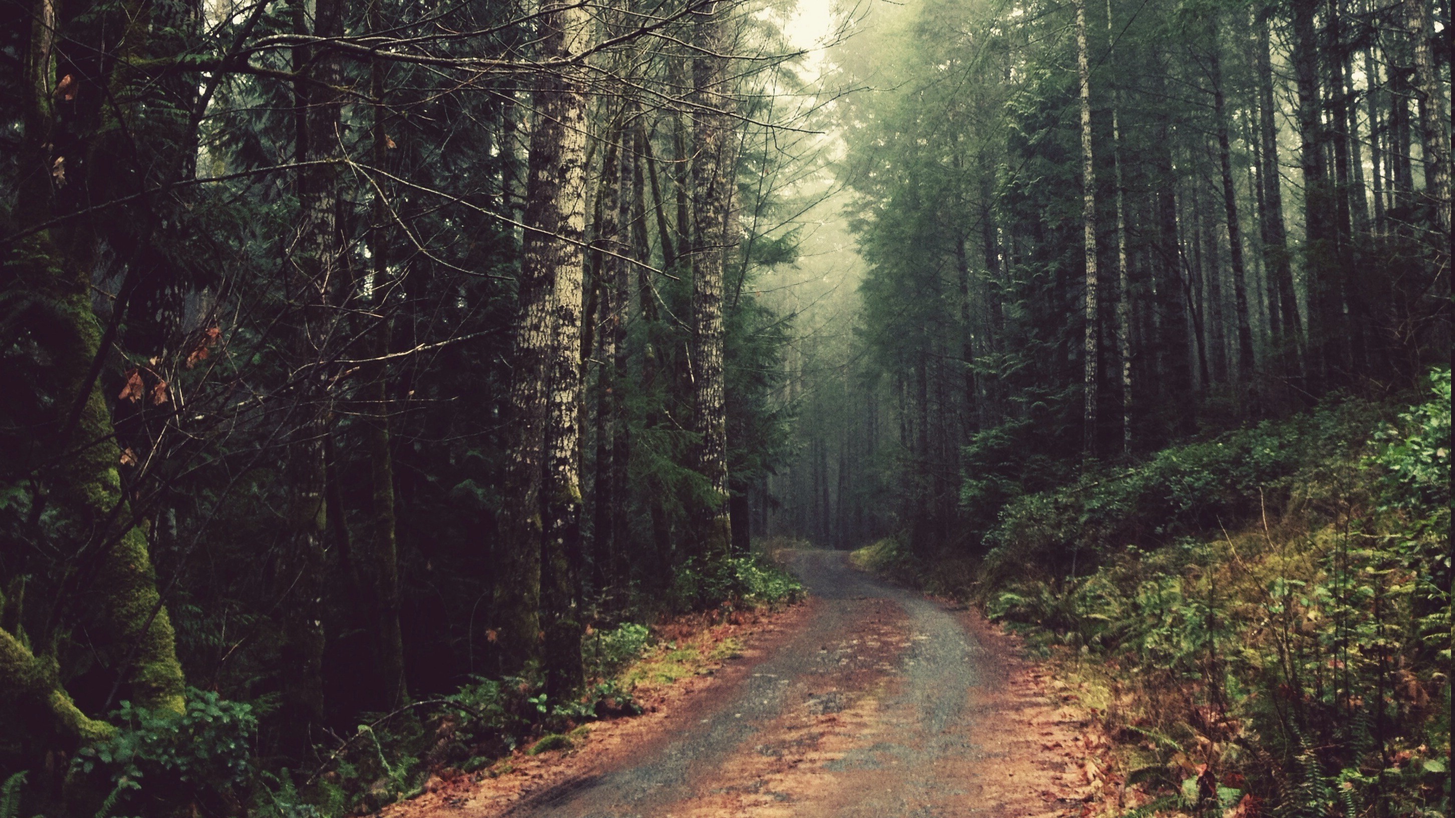 nature, Road, Forest Wallpaper