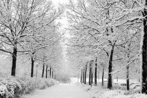 nature, Snow, Trees, Winter