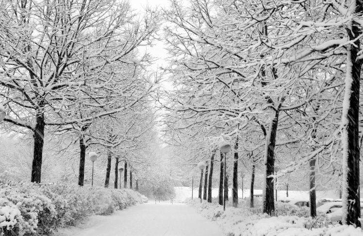 nature, Snow, Trees, Winter HD Wallpaper Desktop Background