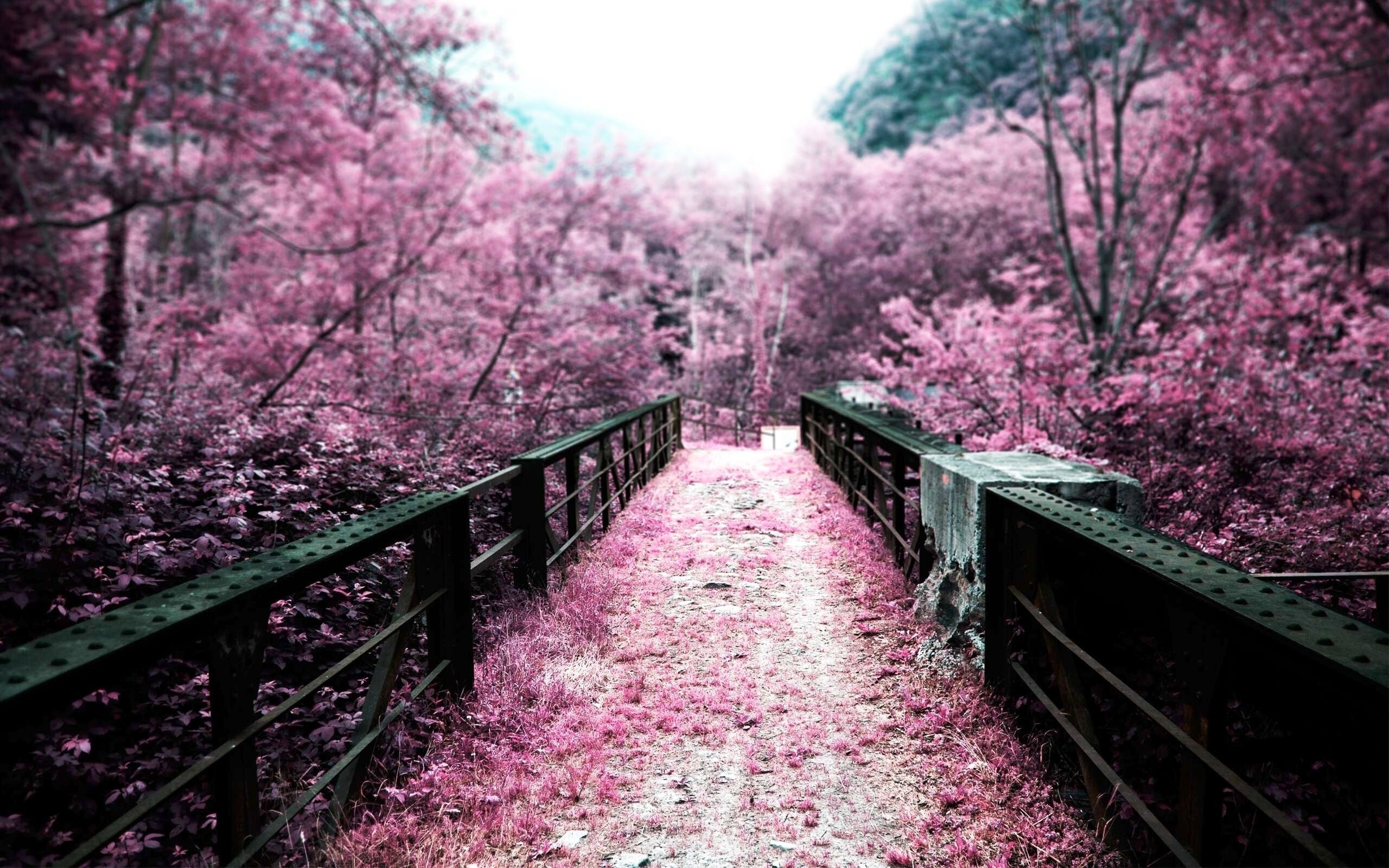 nature, Cherry Blossom Wallpaper