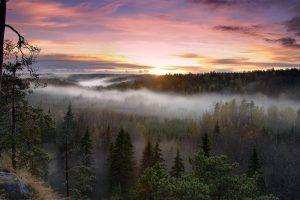 nature, Mist, Forest, Trees, Sunset