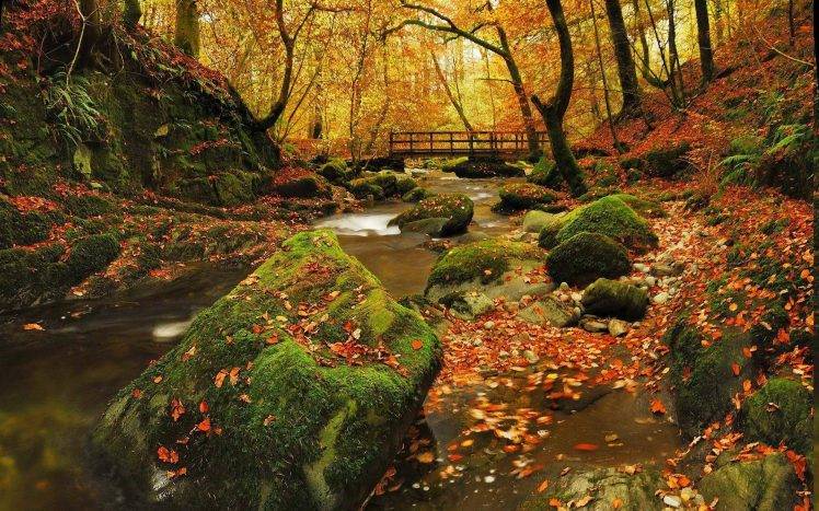 nature, Rock, Creeks, Forest, Trees, Bridge HD Wallpaper Desktop Background
