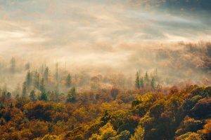 nature, Trees, Forest, Mist