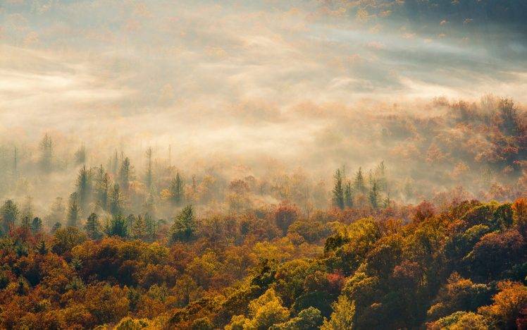 nature, Trees, Forest, Mist HD Wallpaper Desktop Background