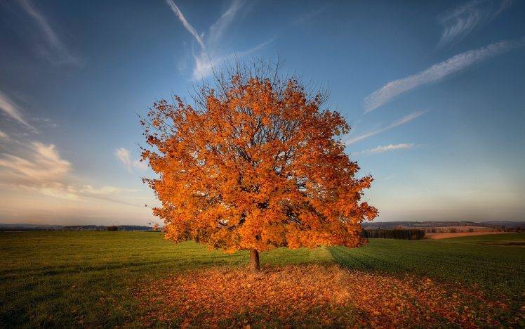 nature, Trees, Field, Fall HD Wallpaper Desktop Background