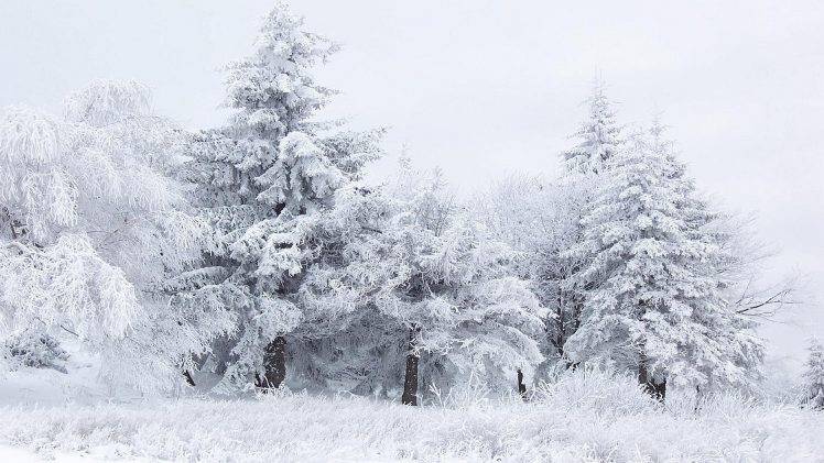 snow, Winter, Trees, Nature HD Wallpaper Desktop Background