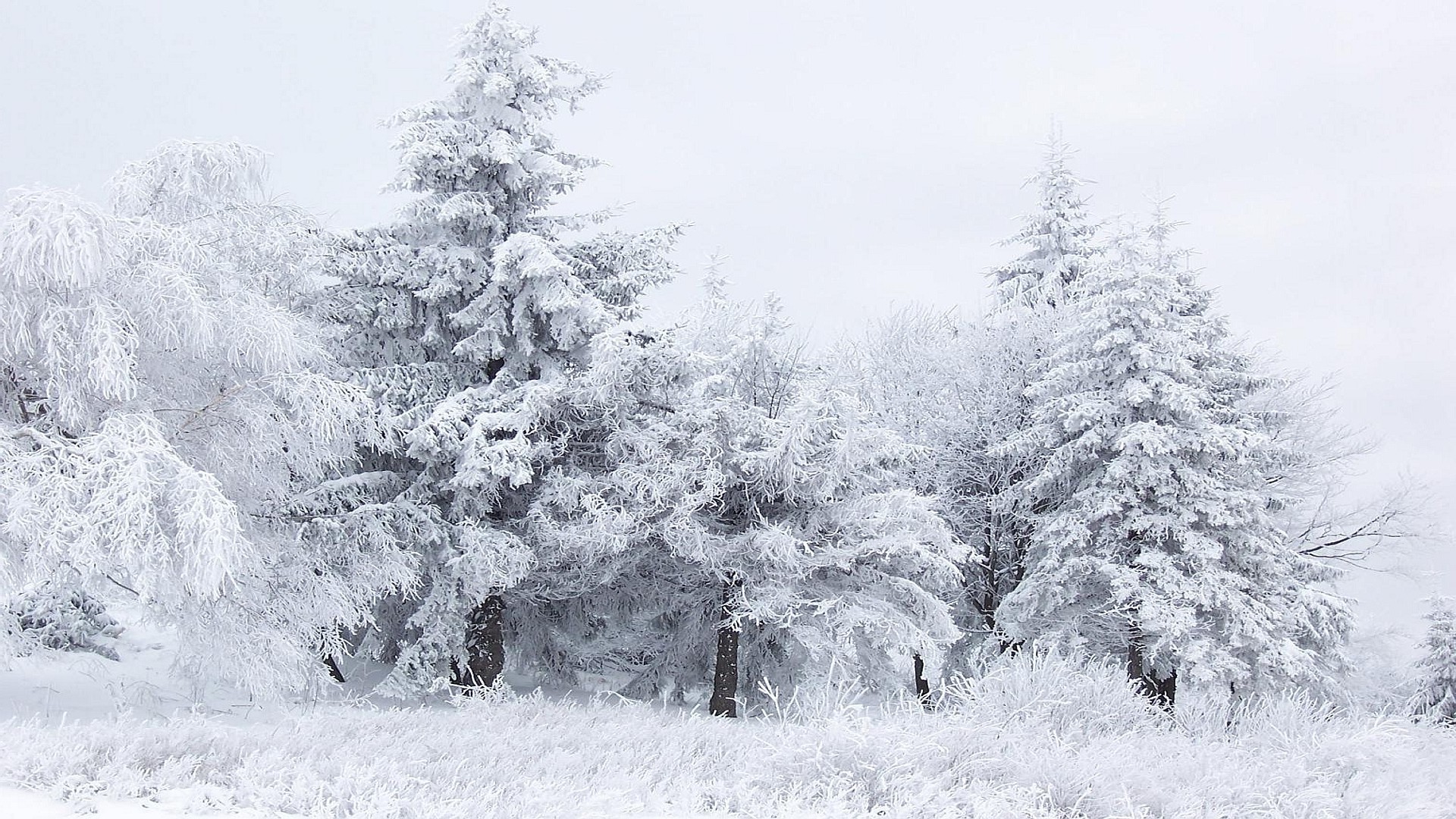snow, Winter, Trees, Nature Wallpaper