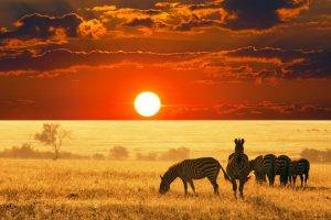 zebras, Animals, Sunset, Africa