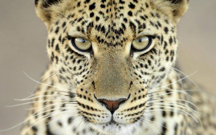 leopard, Animals, Closeup HD Wallpaper Desktop Background