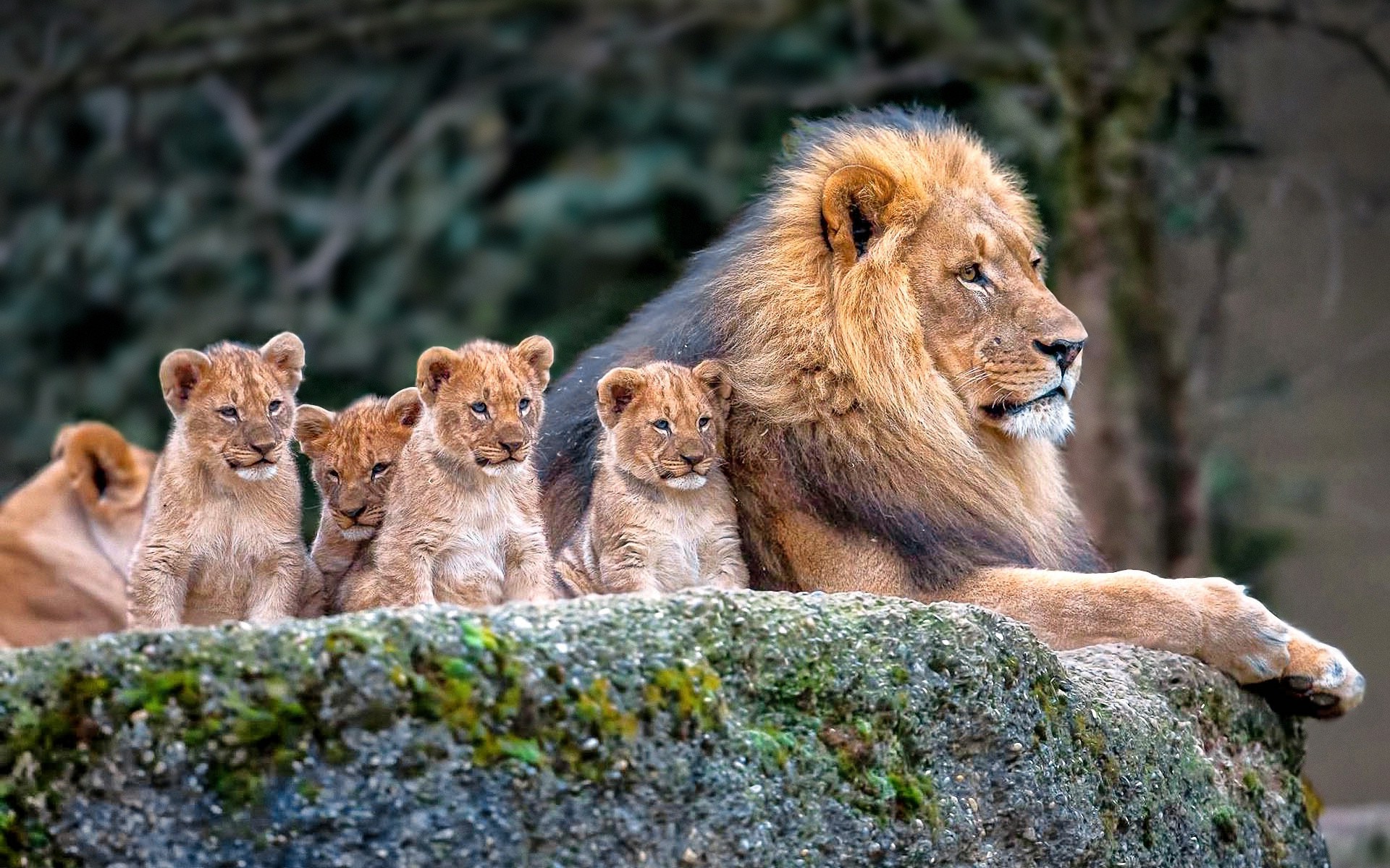 lion, Nature, Animals, Baby Animals Wallpaper