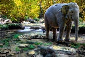 elephants, River, Nature, Animals