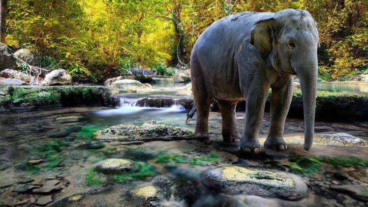elephants, River, Nature, Animals HD Wallpaper Desktop Background